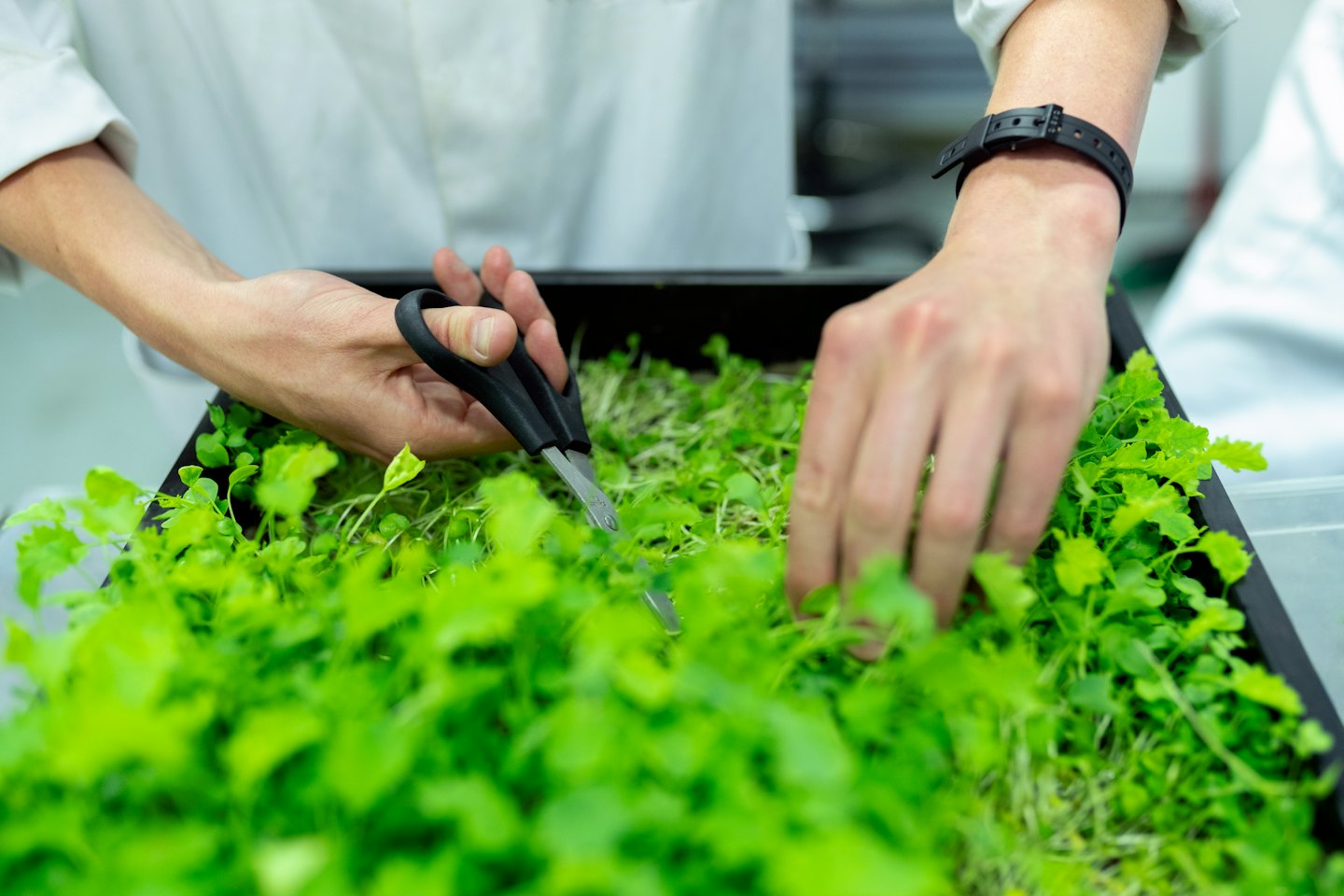Persona in camice da laboratorio raccoglie micro-ortaggi verdi con le forbici.