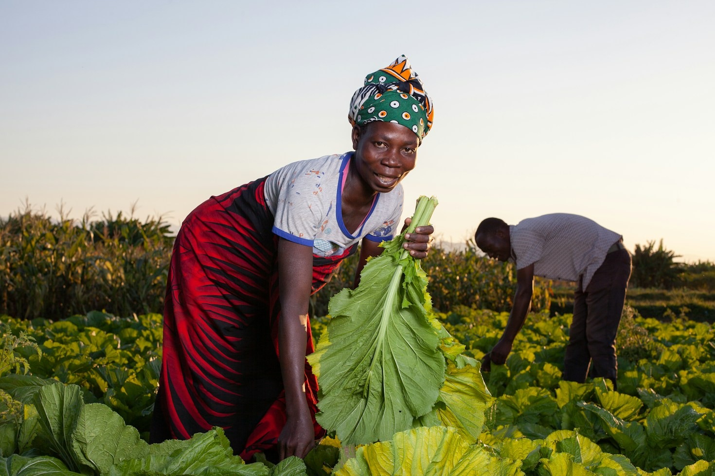 Il ruolo cruciale della ricerca per la competitività agroalimentare